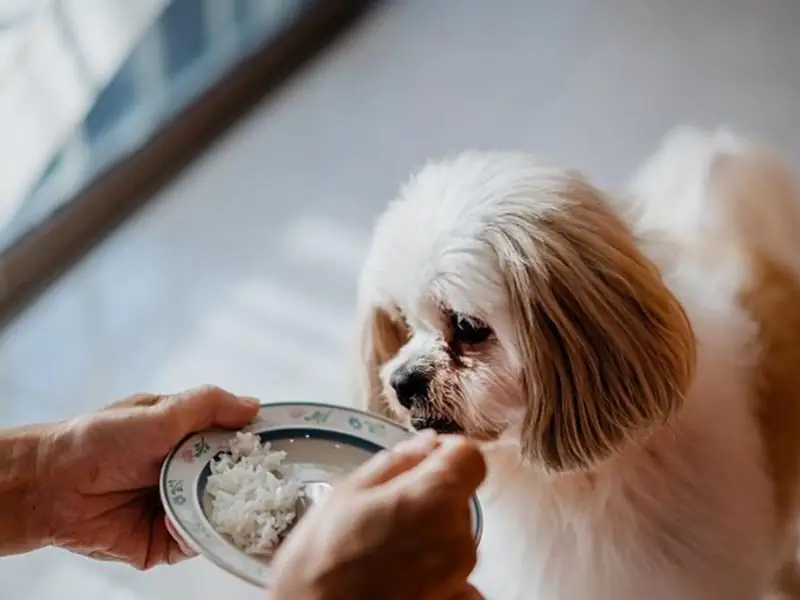 Rice is good or bad for dogs 